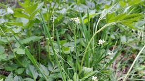 Attēlu rezultāti vaicājumam “Cardaminopsis arenosa leaf”