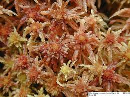 Attēlu rezultāti vaicājumam “Sphagnum quinquefarium”