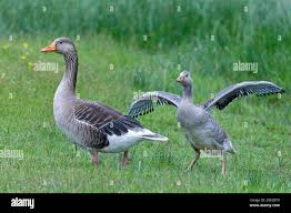 Attēlu rezultāti vaicājumam “Anser anser adult”