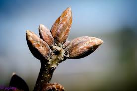 Attēlu rezultāti vaicājumam “Quercus robur bud”