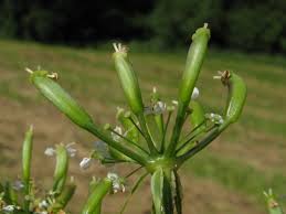Attēlu rezultāti vaicājumam “Chaerophyllum aromaticum fruit”