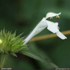 Image result for Galeopsis segetum