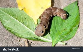 Attēlu rezultāti vaicājumam “Deilephila elpenor”