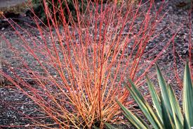 Attēlu rezultāti vaicājumam “Cornus sanguinea”