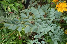 Attēlu rezultāti vaicājumam “Thalictrum flavum leaf”