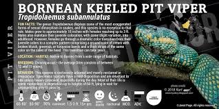 Attēlu rezultāti vaicājumam “Stemonitopsis hyperopta var. landewaldii macro”