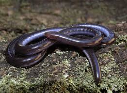 Attēlu rezultāti vaicājumam “Lycogala cf. fossiculatum sessile”