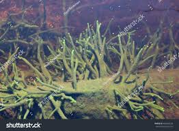 Attēlu rezultāti vaicājumam “Spongilla lacustris”