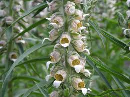 Image result for Digitalis lanata