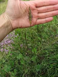 Attēlu rezultāti vaicājumam “Cynosurus cristatus flower”