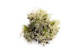 Attēlu rezultāti vaicājumam “Evernia prunastri”