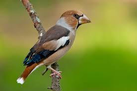 Attēlu rezultāti vaicājumam “Coccothraustes coccothraustes”