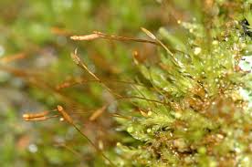 Attēlu rezultāti vaicājumam “Tetraphis pellucida”