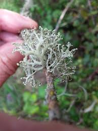 Attēlu rezultāti vaicājumam “Ramalina pollinaria”