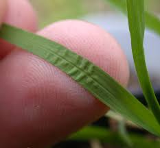Attēlu rezultāti vaicājumam “Poa remota leaf”