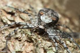 Attēlu rezultāti vaicājumam “Philodromus margaritatus”