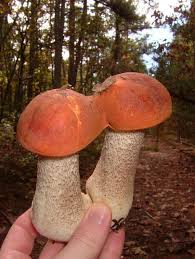 Attēlu rezultāti vaicājumam “Leccinum”