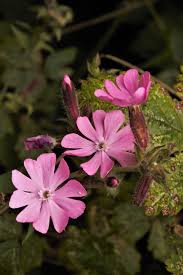 Attēlu rezultāti vaicājumam “Silene dioica flower”