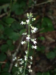 Attēlu rezultāti vaicājumam “Circaea lutetiana”