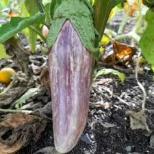 Afbeeldingsresultaat voor slim jim eggplant