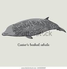 Image result for Ziphius cavirostris