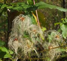 Attēlu rezultāti vaicājumam “Clematis fruit”