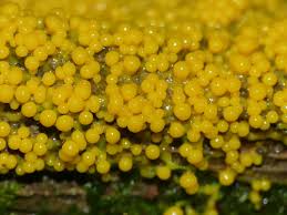 Attēlu rezultāti vaicājumam “Badhamia flavoglauca sessile”