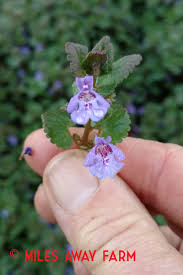 Attēlu rezultāti vaicājumam “Glechoma hederacea flower”