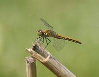 Attēlu rezultāti vaicājumam “Sympetrum flaveolum”