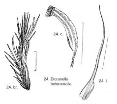 Attēlu rezultāti vaicājumam “Dicranella heteromalla sporophyte”