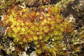 Attēlu rezultāti vaicājumam “Syntrichia”