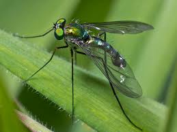 Attēlu rezultāti vaicājumam “Dolichopodidae”
