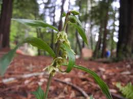Attēlu rezultāti vaicājumam “Epipactis helleborine fruit”