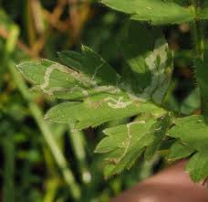 Attēlu rezultāti vaicājumam “Phytomyza minuscula”