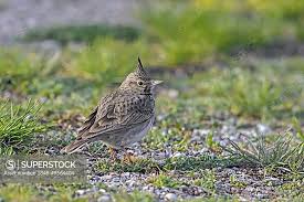 Attēlu rezultāti vaicājumam “Galerida cristata”