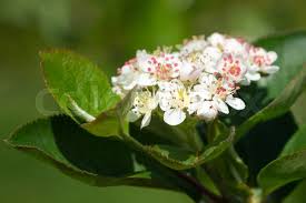 Attēlu rezultāti vaicājumam “Aronia melanocarpa flower”