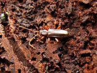 Attēlu rezultāti vaicājumam “Dendrophagus crenatus”