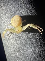 Attēlu rezultāti vaicājumam “Thomisidae”