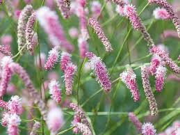 Attēlu rezultāti vaicājumam “Sanguisorba officinalis flower”