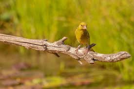 Attēlu rezultāti vaicājumam “Chloris chloris female”