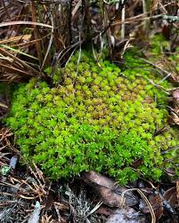 Attēlu rezultāti vaicājumam “Sphagnum fuscum”