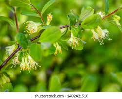 Attēlu rezultāti vaicājumam “Lonicera caerulea var. pallasii flower”
