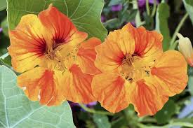 Attēlu rezultāti vaicājumam “Tropaeolum majus flower”