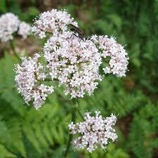 Attēlu rezultāti vaicājumam “Valeriana officinalis flower”