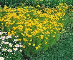 Image result for Helichrysum subulifolium