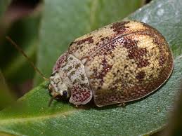 Attēlu rezultāti vaicājumam “Chrysomelidae”