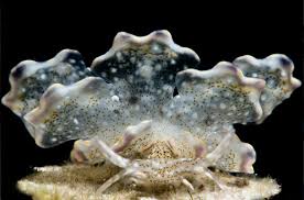 Attēlu rezultāti vaicājumam “Dianema nivale macro”