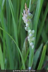 Attēlu rezultāti vaicājumam “Carex globularis flower”