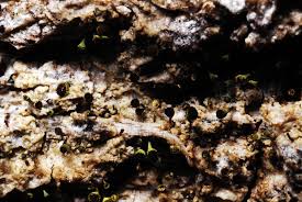 Attēlu rezultāti vaicājumam “Chaenotheca phaeocephala”