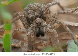 Attēlu rezultāti vaicājumam “Lycosidae”